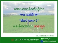 จำหน่ายพันธ์ุข้าวเหนียว