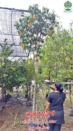 ขายต้นลองกองลำต้น2นิ้วสูง4เมตร