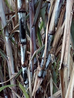 อ้อยดำ  | สวนคลองมอญ - ท่าม่วง กาญจนบุรี
