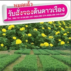 ต้นดาวเรือง หมดแล้ว | ซี เอส การ์เด้น - ธัญบุรี ปทุมธานี