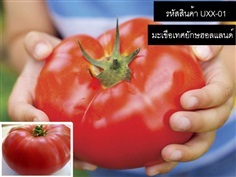 เมล็ดพันธุ์มะเขือเทศยักษ์ฮอลแลนด์ (จำหน่ายเมล็ดพันธุ์)