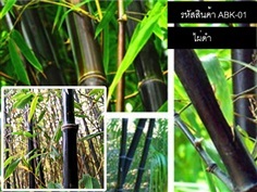 เมล็ดพันธุ์ไผ่ดำ (จำหน่ายเมล็ดพันธุ์นำเข้าคุณภาพดี) | thailandseedshop - เมืองสมุทรปราการ สมุทรปราการ