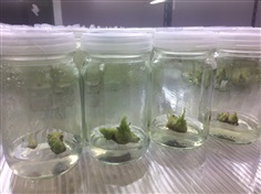  Saba banana tissue culture