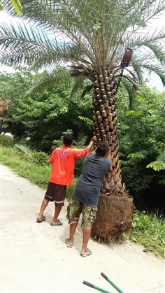 อินทผาลัมใบเงิน | ไทยานันท์ปาล์ม - เมืองสุพรรณบุรี สุพรรณบุรี