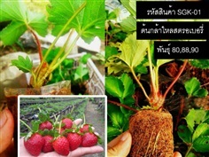 ต้นกล้าไหลสตรอเบอรี่พันธุ์ 80 (จำหน่ายไหลพันธุ์คุณภาพดี) | thailandseedshop - เมืองสมุทรปราการ สมุทรปราการ