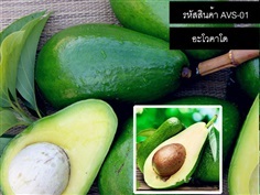 เมล็ดพันธุ์อะโวคาโดเขียว - (จำหน่ายเมล็ดพันธุ์นำเข้าคุณภาพดี