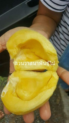 ขนุนยวงใหญ่