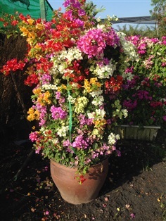 เฟื้องฟ้า  Bougainvillea