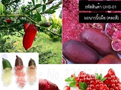 จำหน่ายเมล็ดพันธ์ มะนาวนิ้วมือ หรือ มะนาวคาเวียร์ | thailandseedshop - เมืองสมุทรปราการ สมุทรปราการ