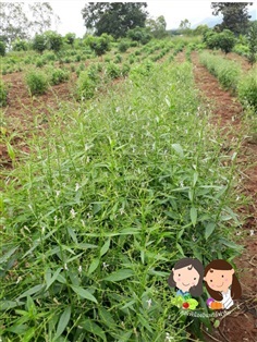 เมล็ดฟ้าทะลายโจร 100-120 เมล็ดราคา 20 บาท | farm organic seed - เวียงป่าเป้า เชียงราย