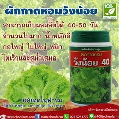 ผักกาดหอมวังน้อย