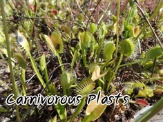 Dionaea Muscipula (VenusFly Trap 20 Seeds) เมล็ดกาบหอยแครง