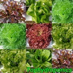 จำหน่าย ผักสลัด ผักไฮโดรโปนิกส์ ปลีกและส่ง | Top Hydroponics Farm - ศรีราชา ชลบุรี