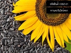 จำหน่ายทานตะวันโชว์ดอก/ดอกใหญ่/ทนแล้ง กิโลกรัม/ซอง | thailandseedshop - เมืองสมุทรปราการ สมุทรปราการ