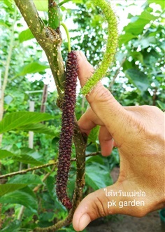 มัลเบอรี่ หม่อนกินผล พันธุ์ไต้หวันแม่ช่อ