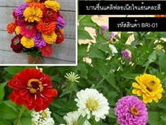 จำหน่ายเมล็ดพันธุ์บานชื่นแคลิฟลอเนียไจแอ้นคละสี