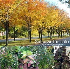 Zelkova serrata