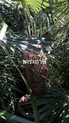 เคราฤาษี