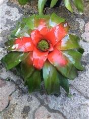 Bromeliads  | สวนจิตร -  กรุงเทพมหานคร