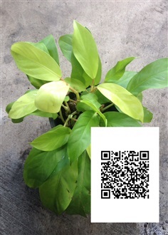 Philodendron gold