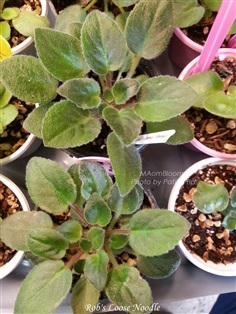 African violet : Rob's Loose Noodle