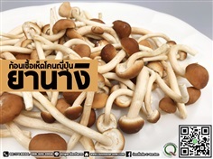 ก้อนเชื้อเห็ดยานางิ | C-Garden Farm - บางพลี สมุทรปราการ