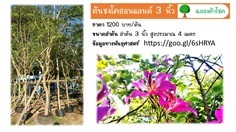 ชงโคฮอลแลนด์ ขนาด 3 นิ้ว