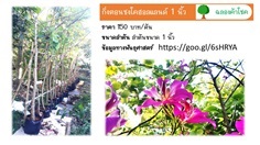 กิ่งตอนชงโคฮอลแลนด์ 1 นิ้ว