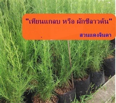 เทียนแกลบ ผักชีลาวต้น | สวนแดงจินดา -  เชียงใหม่