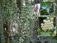 Hoya Khoniana ดอกหอมส่งล่วงหน้า