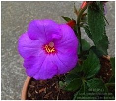 Achimenes Purple (ไม้หัวดอกสีม่วง)