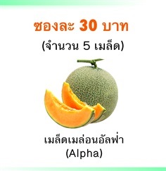 เมล็ดเมล่อนอัลฟ่า (Alpha)