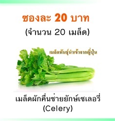 เมล็ดเซเลอรี่ (คื่นช่ายยักษ์)