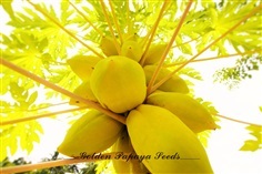 มะละกอสีเหลืองทอง ก้านสีเหลือง | Golden Papaya Seeds - สุขสำราญ ระนอง