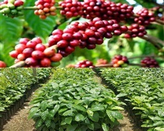 ต้นกาแฟโรบัสต้า พันธุ์ดี ลูกดก ก้านยาว ให้ผลผลิตเร็ว ทนโรค