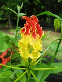 ตอนนี้มี หัวดองดึง Gloriosa Superba มีของแล้วนะค่ะ 