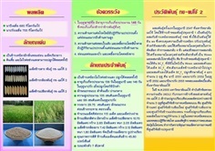 ขายเมล็ดพันธุ์ข้าวเหนียว กข-แม่โจ้ 2 | หน่วยความเป็นเลิศด้านการปรับปรุงพันธุ์ข้าวมหาวิทยาลัยแม่โจ้ -  เชียงใหม่