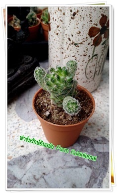 กระบองเพชร cactus  Mammillaria vetula ssp. 