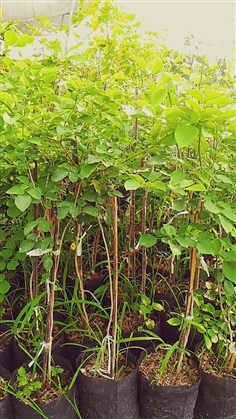 ประดู่แขก | สมบูรณ์จัดหาพันธ์ไม้ - หนองเสือ ปทุมธานี