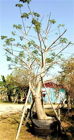 ต้นเบาบับ | ลพบุรีไม้ล้อม/บ่อแก้วพันธุ์ไม้ - เมืองลพบุรี ลพบุรี