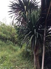 ต้นจันผา | สวนสร้อยเพรช - พนมทวน กาญจนบุรี