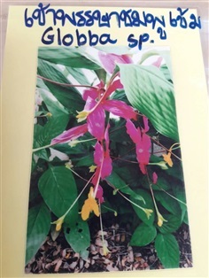 จำหน่ายหัวพันธุ์เข้าพรรษาสีชมพูเข้มจร้า Globba sp.
