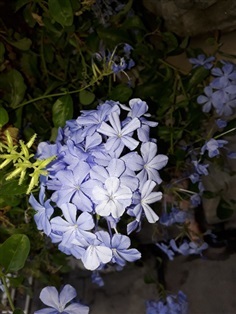 ต้นพยับหมอก - Cape leadwort (กทม)