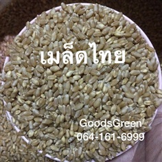 เมล็ดข้าวสาลี  | GreenGoods - สวนหลวง กรุงเทพมหานคร