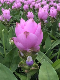 หัวพันธุ์ดอกปทุมมา Curcuma Thailand  | N&Y Garden - ดอยสะเก็ด เชียงใหม่