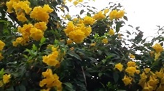 ทองอุไร - Yellow elder (กทม)