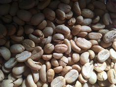 เมล็ดกาแฟกะลา อราบิก้า Arabica coffee bean | ไร่ลมไม้ - เมืองพะเยา พะเยา