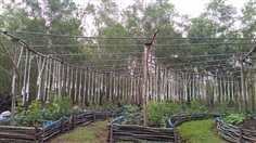 โรงเรือนปลูกองุ่น | AiLey Farm - คลองหลวง ปทุมธานี