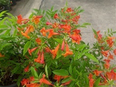 ทองอุไรสีส้ม-Orange Esperanza (กทม)