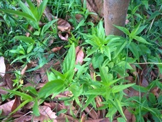 เสลดพังพอนตัวเมีย หรือพญายอ